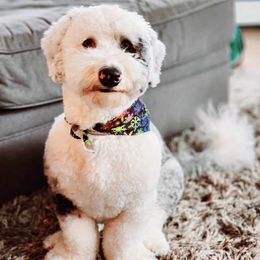 Sheepadoodle All Grown Up from Sheepadoodles of Iowa