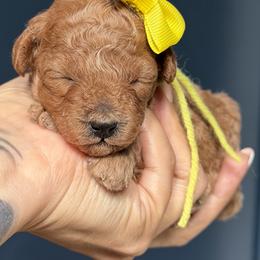 Yellow collar - Apricot female Poodle puppy in Stockton, California from R&R Goldendoodles