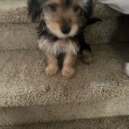 Aries - Black & tan tri-color male Morkie puppy in Virginia Beach, Virginia from Morkie