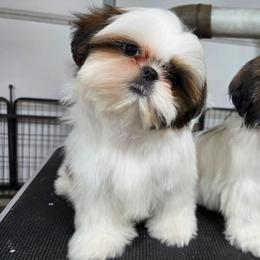 Missy - Red and white female Shih Tzu puppy in Riverside, California from Raincross Shih Tzu