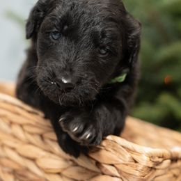 Dasher - Black and white male Aussiedoodle puppy in Lodi, California from KJ Doodles
