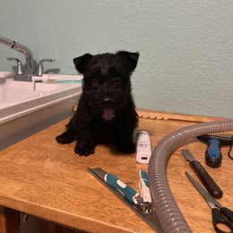 Gus McCrea - Black male Scottish Terrier puppy in Brule, Nebraska from Scottyland Yard