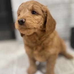 Oak - Gray Collar Boy - Red  male Goldendoodle puppy in Pleasant Hill, Iowa from Harvest Creek
