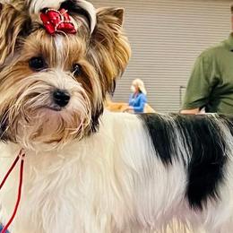 Gypsy - Biewer Terrier