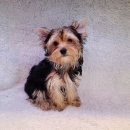 Yorkshire Terrier puppies from Saguaro Yorkie Ranch