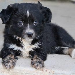 Strawberry - Black tri female Miniature Australian Shepherd puppy in Iola, Texas from MK Aussies