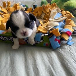 Pete - Black gold and white male Shih Tzu puppy in Wyoming, Michigan from Shih Tzu Shenanigans