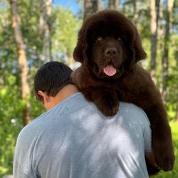 Molly - Brown female Newfoundland puppy in Nevis, Minnesota from Faithful Acres Newfs