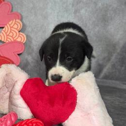 Flash - Black and white female Border Collie puppy in Gaffney, South Carolina from On the Lamb