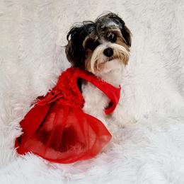 Bella - Yorkshire Terrier