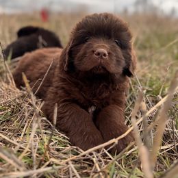 Newfoundland Puppies from Lonepine Newfoundlands