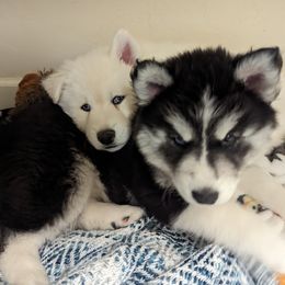 Siberian Husky Puppies from Funky Farm AKC Siberian Huskies Kennel