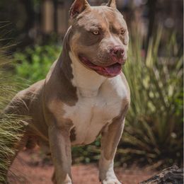 Emrys - Lilac tri-color American Bully puppy in Nebraska from Wulfsbane American Bullies