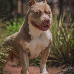 Emrys - Lilac tri-color American Bully puppy in Nebraska from Wulfsbane American Bullies