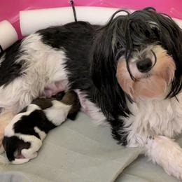 Havanese puppies from A New Hope Havanese