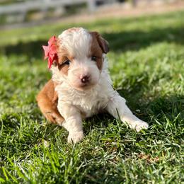Red White Large spot - Brown and white female Aussiedoodle puppy in Plain City, Utah from Myers Desert Doodles