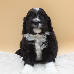 Fairy Godmother - Black and white female Bernedoodle puppy in Scottsville, Kentucky from Barren River Bernedoodles and Poodles
