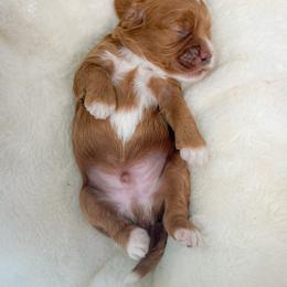 Stefan - Red male Cockapoo puppy in Pledger, Texas from Sugarbear Cockapoos