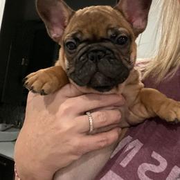 Bulldog and French Bulldog Puppies from Kansas Grand St English & French Bulldogs