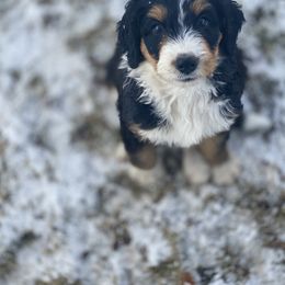 Bernedoodle and Bernese Mountain Dog Puppies from Mountain Top Bernedoodles