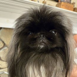 Gabe - Pekingese