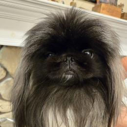 Gabe - Pekingese