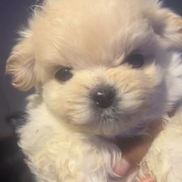 Kanto - White male Maltipoo puppy in Long Island, New York from Minipaws kennel