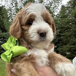 Lime Green - Red female Bernedoodle puppy in Cody, Wyoming from Yellowstone Breeders