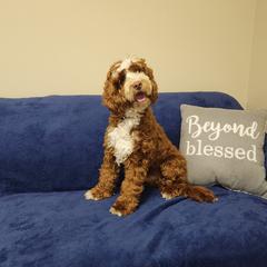 Milo - Australian Labradoodle
