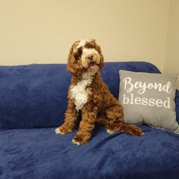 Milo - Australian Labradoodle