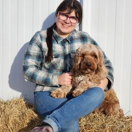 Cavapoo and Dachshund Puppies from Barnyard Dachshunds, Dals & Doodles