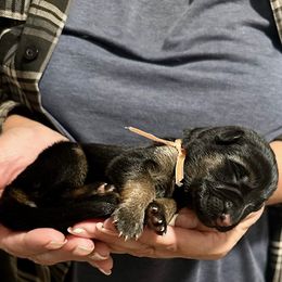 Girl 1 - female German Shepherd puppy in Paso Robles, California from Central Coast German Shepherds