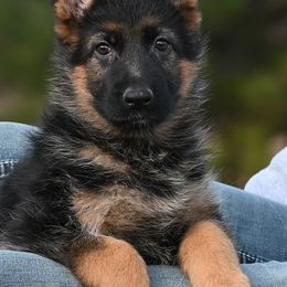 Female - Black and red female German Shepherd puppy in Florissant, Colorado from Vom Dortmunder German Shepherds