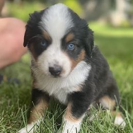 Golden - Black tri-color male Australian Shepherd puppy in Boulder, Colorado from J&J Aussies