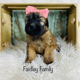 Soft Coated Wheaten Terrier Puppies from Wonderful Wheatens