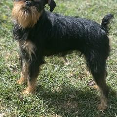 Livie - Brussels Griffon