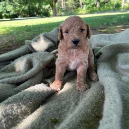 Coco - Red  female Goldendoodle puppy in Shippensburg, Pennsylvania from Diller Doodle Pups