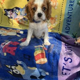 Cavalier King Charles Spaniel Puppies from Purple Moon Cavaliers