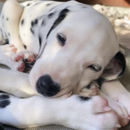 Dalmatian Puppies from Whispered Spots Dalmatians