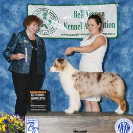 Australian Shepherd All Grown Up from Petrichor Australian Shepherds
