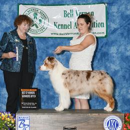 Australian Shepherd All Grown Up from Petrichor Australian Shepherds