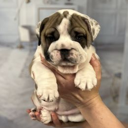 Bulldog Puppies from Sweet Rolls