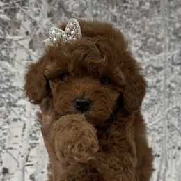 Goldendoodles and Poodles from Chitownpupz