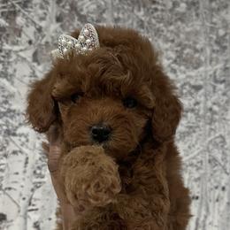 Goldendoodles and Poodles from Chitownpupz