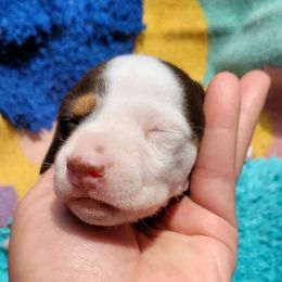 Dachshund Puppies from One Love Doxies