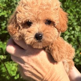 Pudding - Red  female Poodle puppy in Tucson, Arizona from Adored Poodle & Doodles