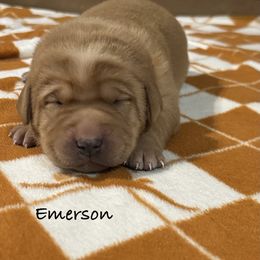 Emerson - Yellow male Labrador Retriever puppy in Alcester, South Dakota from Theresa Rhodes