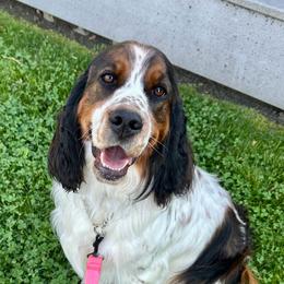 Rhosyn - English Springer Spaniel