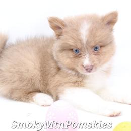 Miss Scarlett SALE 3300 - Lavender female Pomsky puppy in Christiana, Tennessee from Smoky Mountain Pomskies