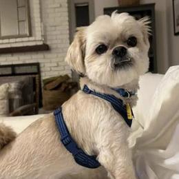 Shahadi - Shih Tzu